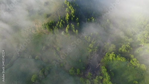 water in the forest