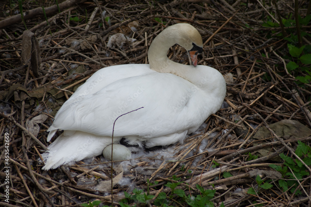 Fototapeta premium cygne