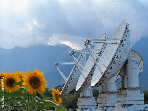 横に並ぶパラボラアンテナとひまわり