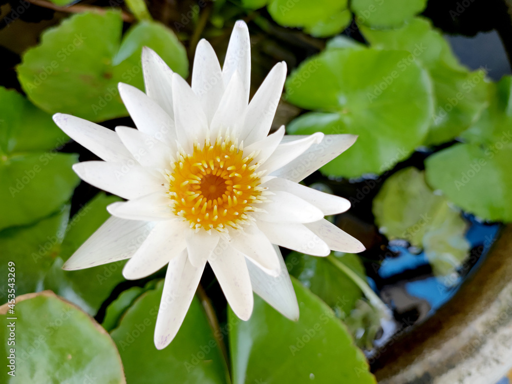Close-up of white lotus flower with its yellow pollen in full blooming. Close-up of white lotus flower with its yellow pollen in full blooming.