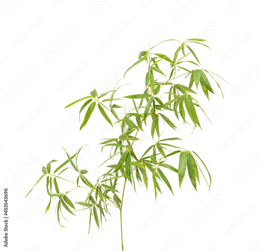 green bamboo leaves isolated on white background green bamboo leaves isolated on white background