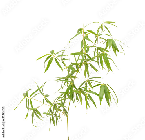 green bamboo leaves isolated on white background