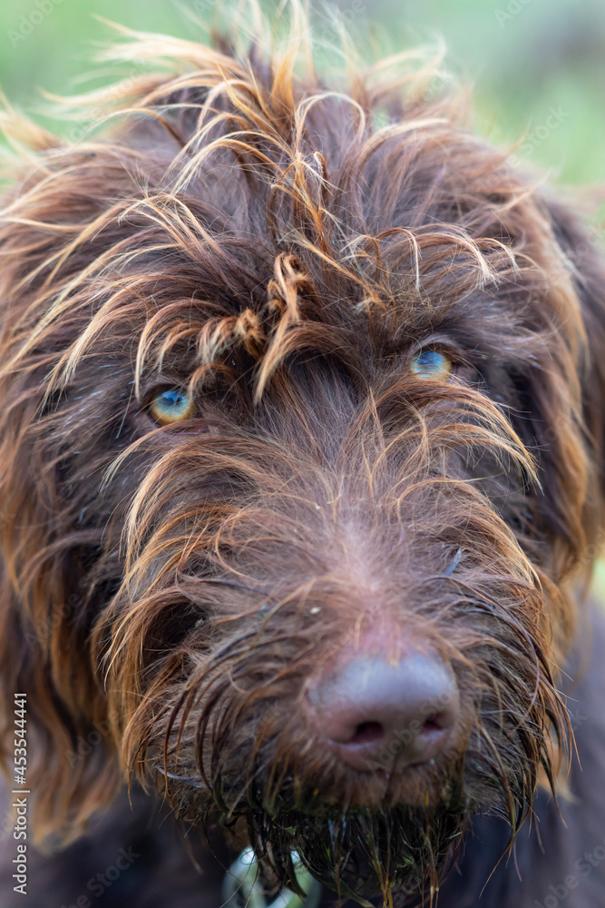 green eyed labradoodle looking at me green eyed labradoodle looking at me