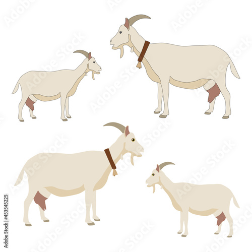 Adult realistic white grey goat with horns and dairy udder. Isolated c with and without outline with bell collar with cartoon eyes