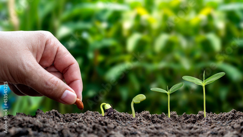 Billede på lærred Planting plants in soil in order of germination or plant growth and hand planting plants in soil planting ideas