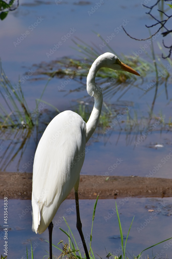 Obraz premium Great White Egret