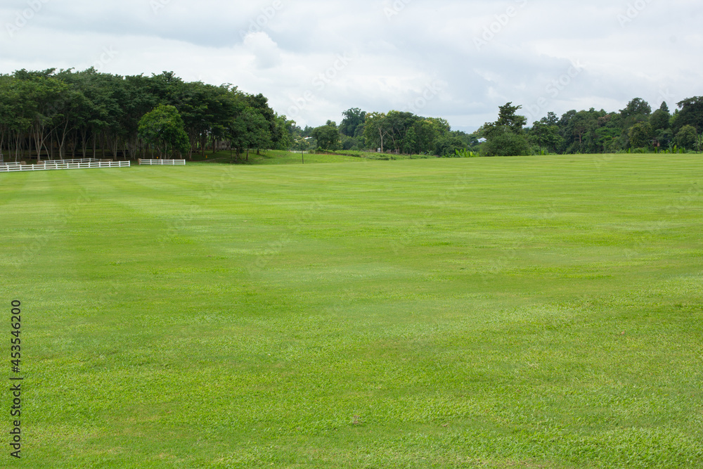 Naklejka premium green grass field with sky and mountain