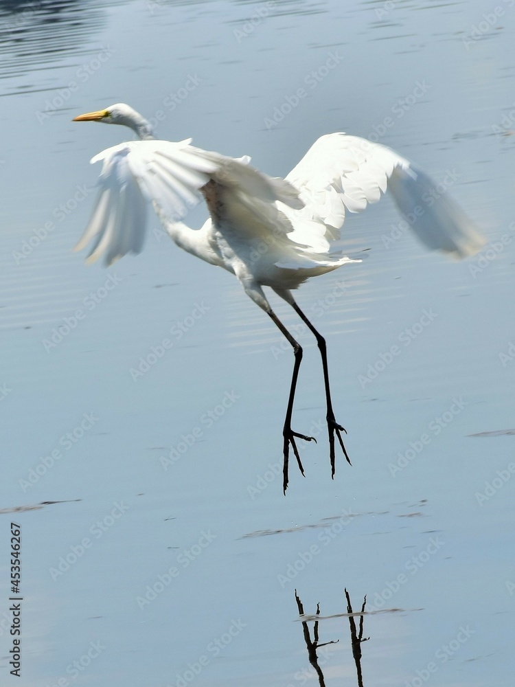 Great white heron Great white heron