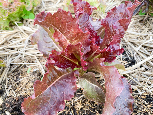 Organic lettuce without pesticides and pesticides are grown in an agricultural center in Thailand, giving people a feeling of safety.