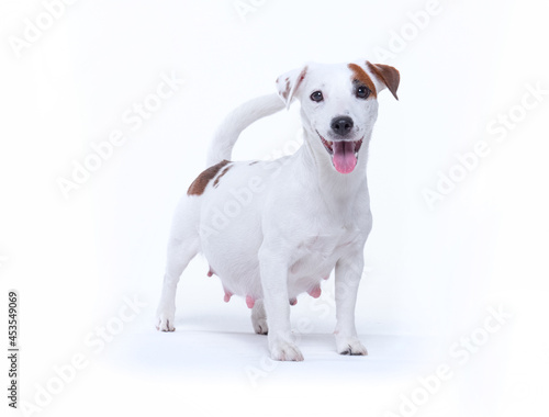 Fotografie Little white pregnant jack russell terrier dog
