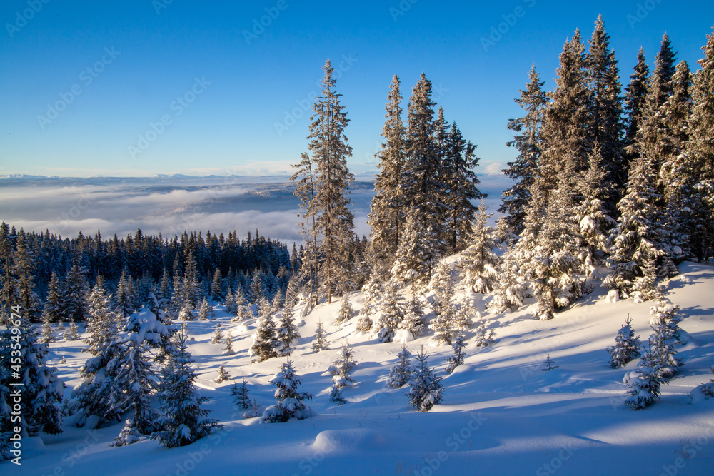 Frozen coniferous forest with fir trees snow covered in the ski resort Kvitfjell