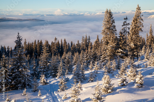 Frozen coniferous forest with fir trees snow covered in the ski resort at sunset