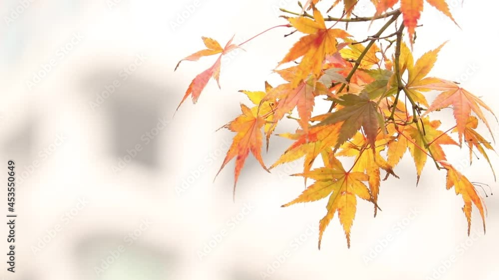 東京都千代田区 丸の内 イチョウ並木 東京都千代田区 丸の内 イチョウ並木