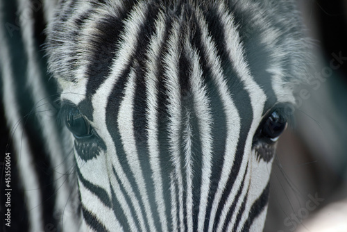 beautiful eyes of a young zebra close-up