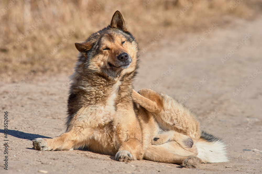 A fluffy dog lies on the road on a sunny day A fluffy dog lies on the road on a sunny day