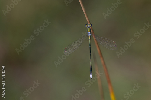 Kleine Binsenjungfer  Lestes virens 