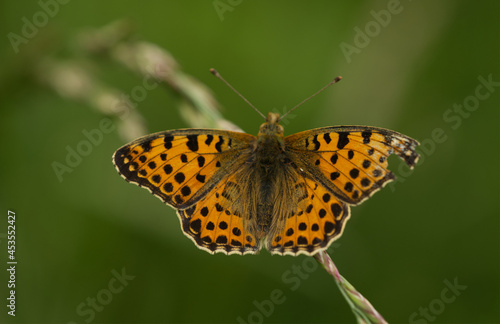 Kleiner Perlmuttfalter (Issoria lathonia)