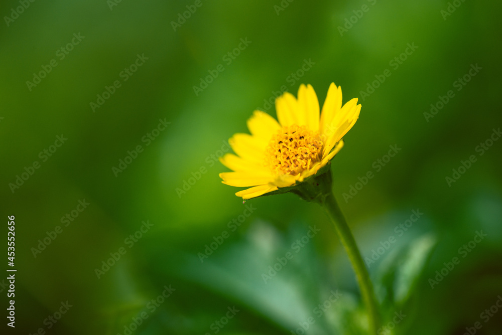 Macro shot of yellow flower of grass with green background. Macro shot of yellow flower of grass with green background.