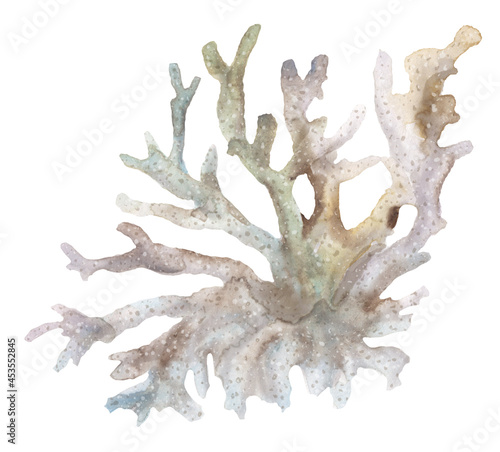 Corals and painted with watercolors. On white background