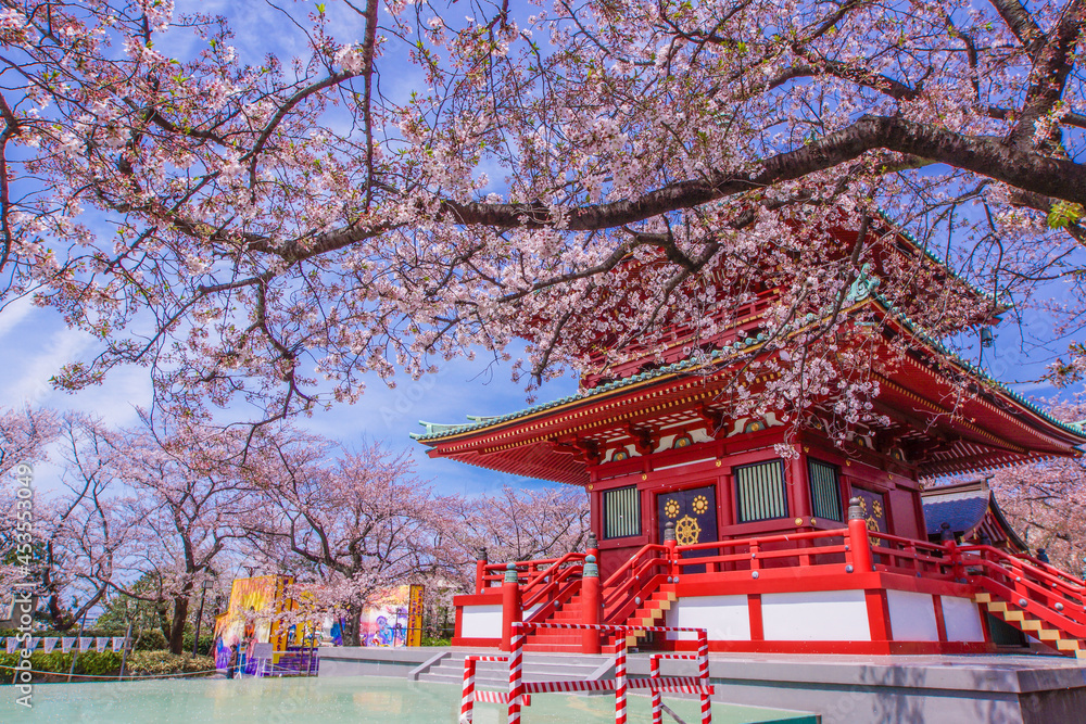 春の桜と孝道山（横浜市）