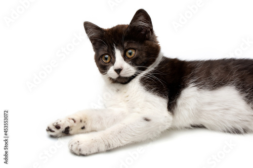 A funny spotted black-and-white kitten with a black nose lies on a white background close-up .