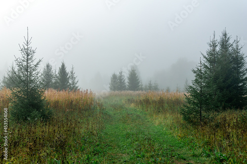 wild forest meadow in the morning haze
