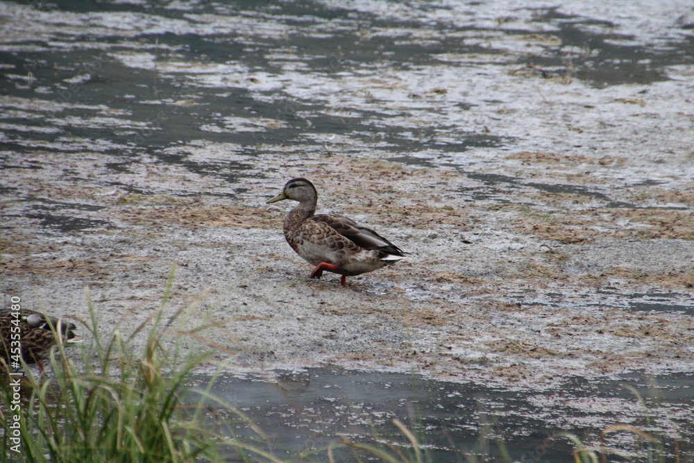 Duck Walking On The Wetlands, Banff National Park, Alberta Duck Walking On The Wetlands, Banff National Park, Alberta