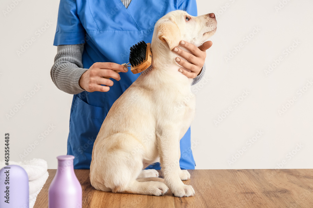 How To Take Care Of A Pet Labrador