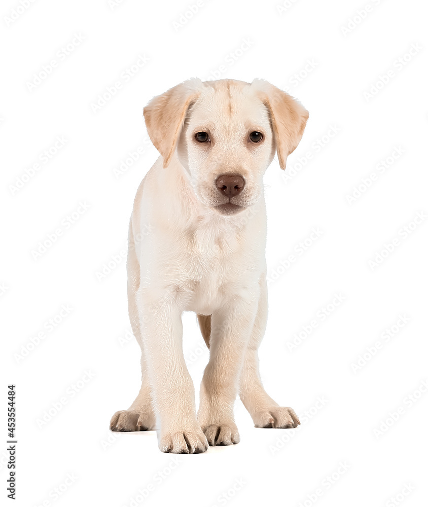 Cute Labrador puppy on white background