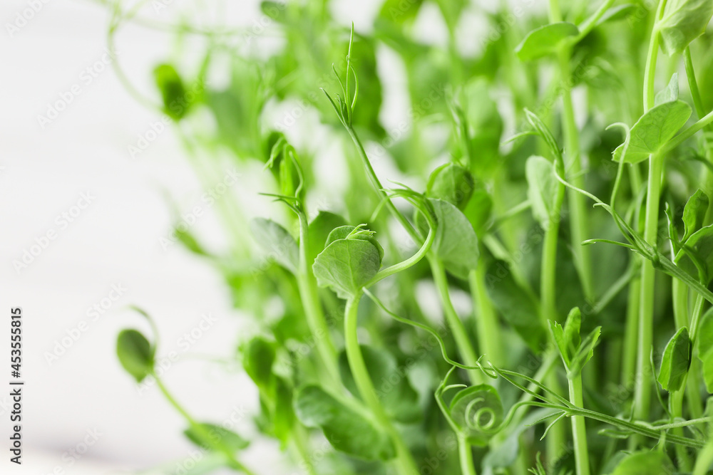 Fresh micro green sprouts, closeup