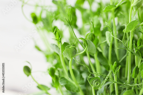 Fresh micro green sprouts, closeup