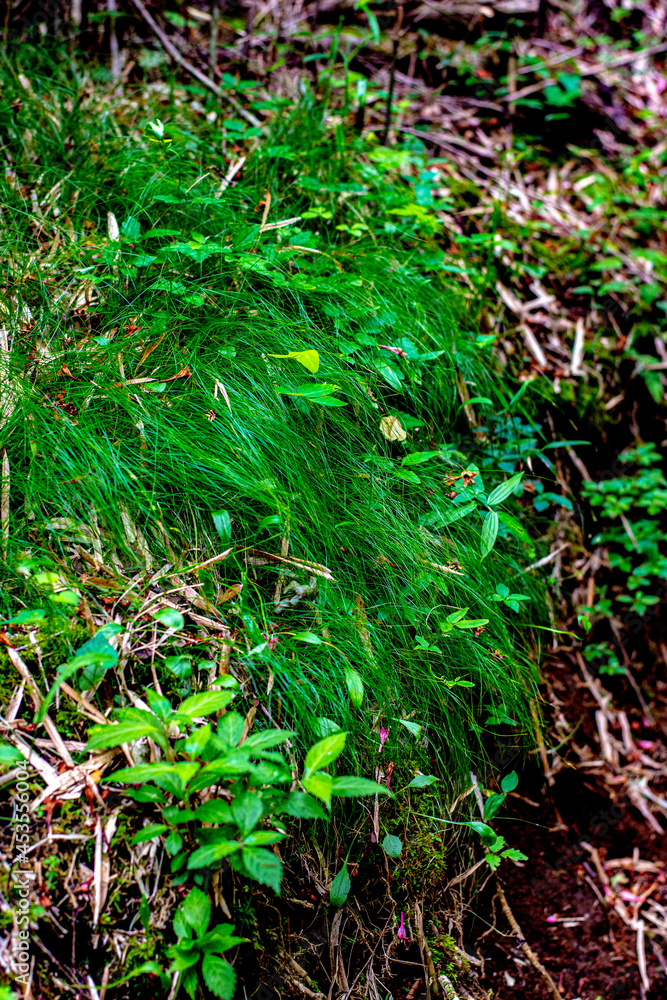 green moss in the garden green moss in the garden
