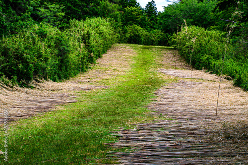 path in the garden