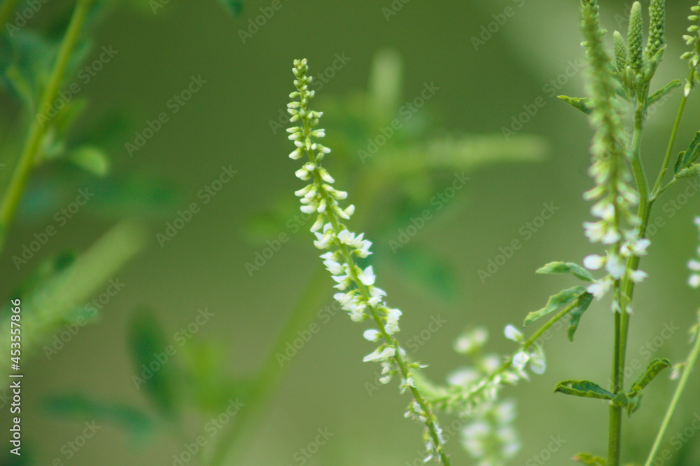 White sweetclover in bloom closeup view with selective focus on foreground White sweetclover in bloom closeup view with selective focus on foreground