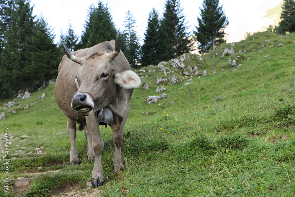 a Swiss cow grazing on the mountain pasture a Swiss cow grazing on the mountain pasture