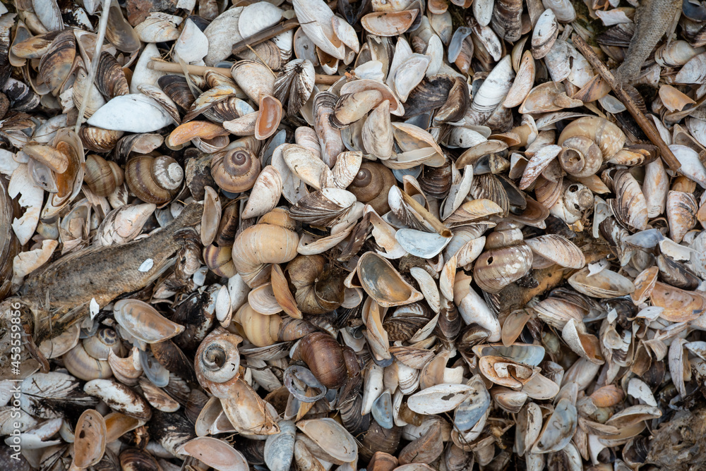 close up of a pile of seashells close up of a pile of seashells