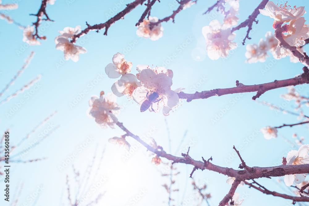 Apricot blossom