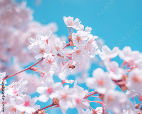 Cherry blossoms © 정기수 정기수