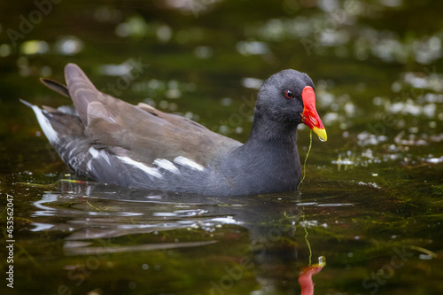 Teichhuhn (Gallinula chloropus) © Rolf Müller