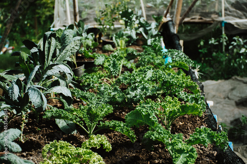 Wallpaper Mural Green curly kale plant in a vegetable garden. Curly kale growing in the field in Thailand.  Torontodigital.ca