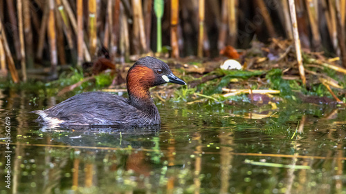 Zwergtaucher (Tachybaptus ruficollis) am Nest