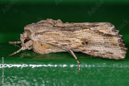 Adult Gray-streaked Armyworm Moth photo