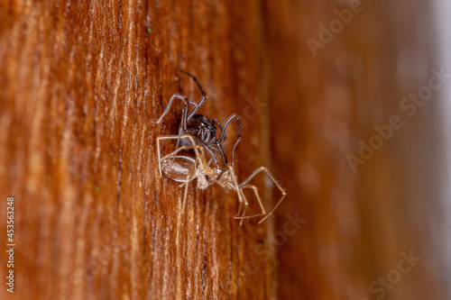 Small Brown Spitting Spider photo