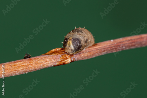 Small Hover Fly Pupa photo