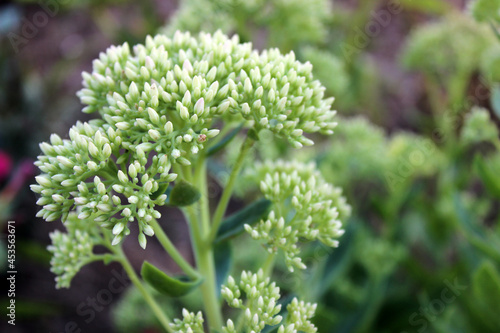The ochitok plant in the garden. A green plant with small white buds in the form of an inflorescence. photo