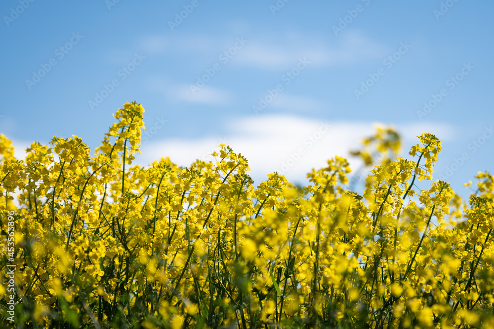Canola and blue sky Canola and blue sky