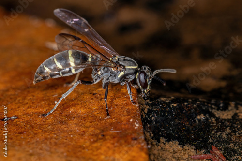 Adult Long-waisted Honey Wasp photo