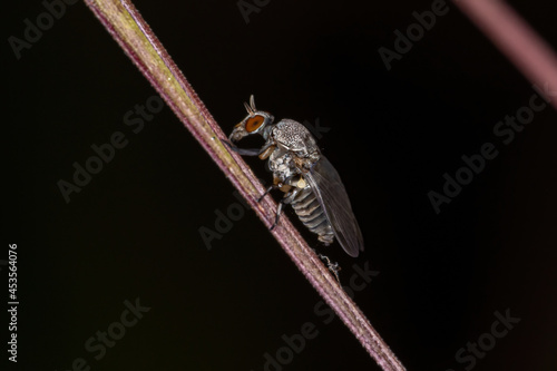 Adult Female Black Fly photo