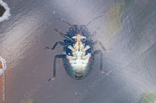 Stink bug nymph photo