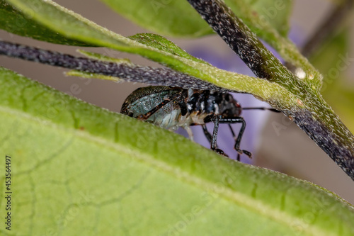 Stink bug nymph photo